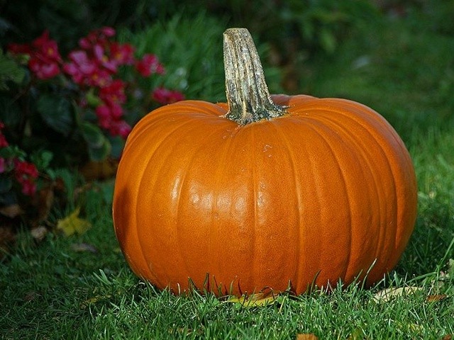 a pumpkin sitting on a lawn in front of a flower bed (Credit: Fredde 99 via commons.wikimedia.org)
