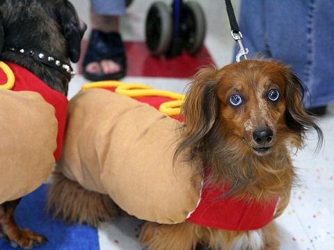 long haired dachshund wearing a hot dog costume on halloween (Credit: David K via Flickr)