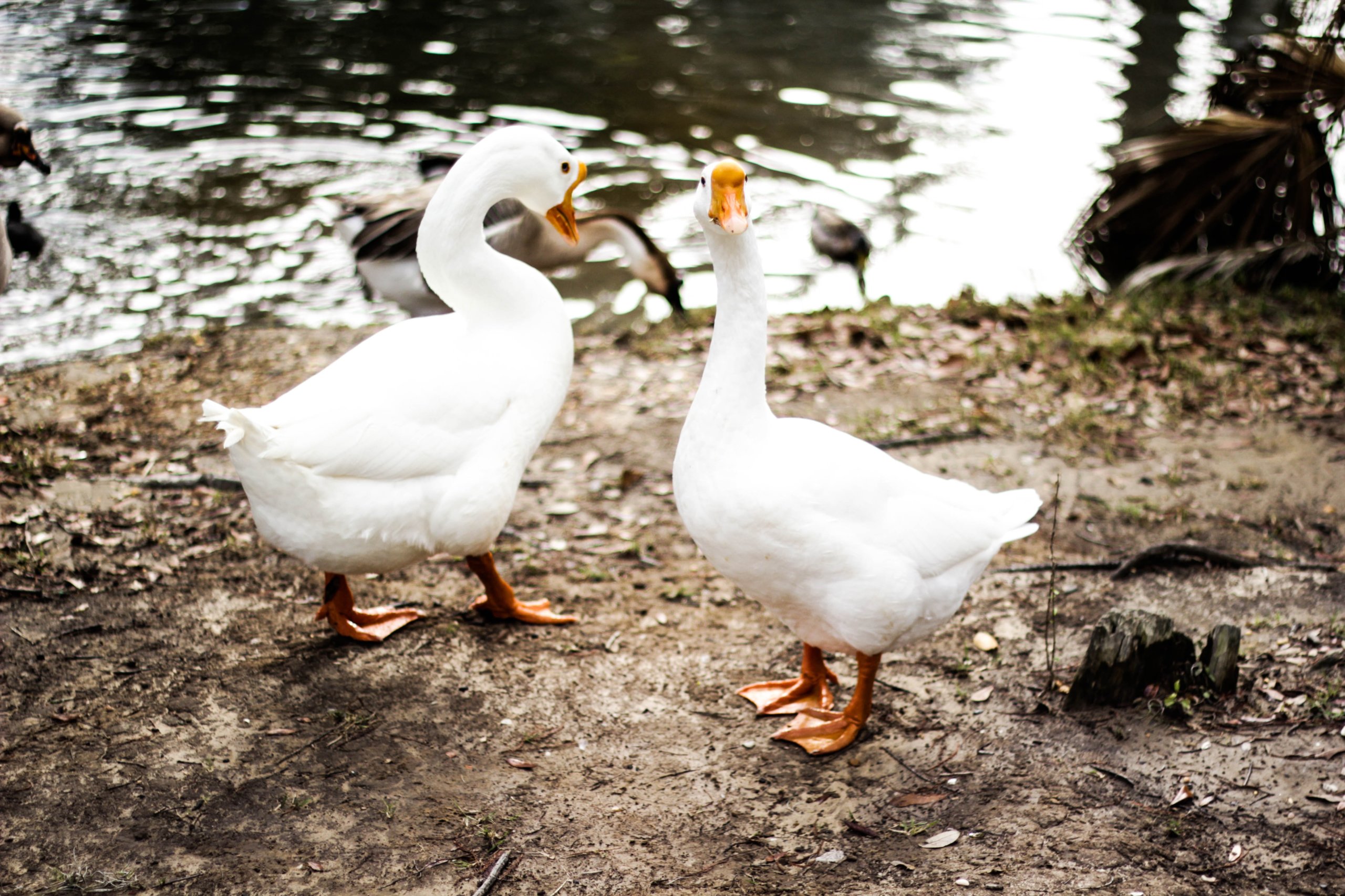 The Parable of  the Dog and the Geese