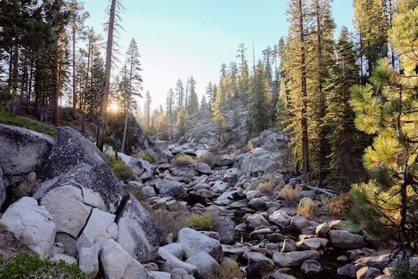 Rocky trail in the middle of piney woods leading up toward the sun