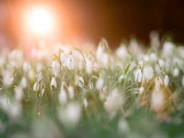 Sun rising with white floral blooms in the foreground