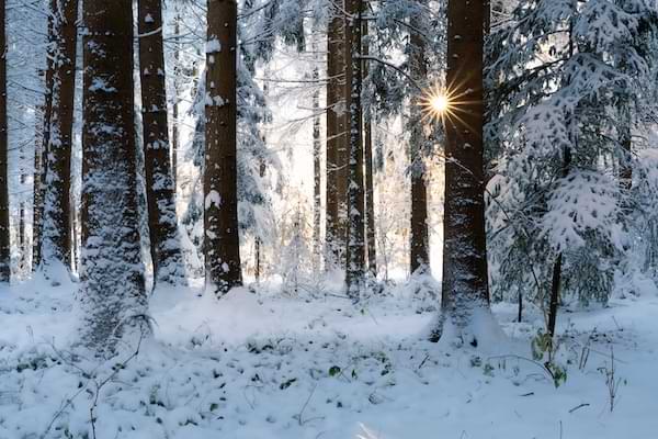 Snow-covered trees with the sunlight peering through.