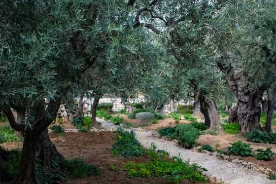 In the Garden of Gethsemane where Jesus Christ was arrested before his crucifixion. A path winds around in a small olive grove, with trees on both sides of the pebbled path.