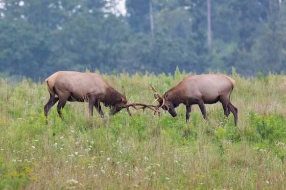 Two male elks fighting, with horns locked in an open field.