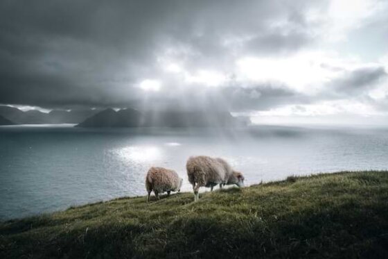 Two sheep grazing on a grassy hill that overlooks a calm body of water with sun rays piercing through the clouds and reflecting on the still water.