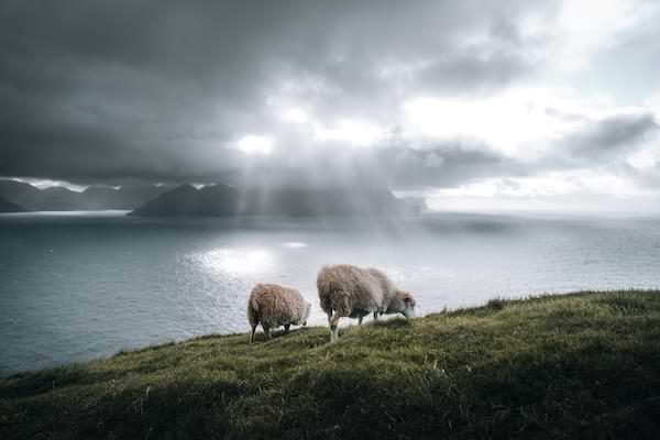Two sheep grazing on a grassy hill that overlooks a calm body of water with sun rays piercing through the clouds and reflecting on the still water.