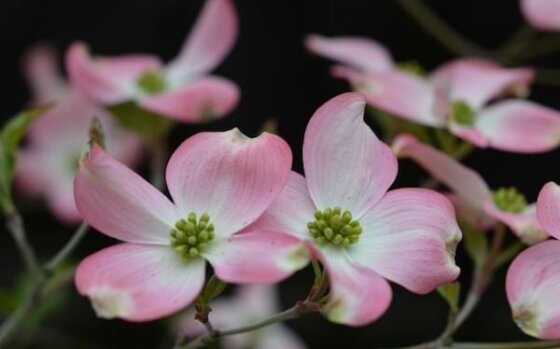 A grouping of pink dogwood flowers in bloom against a dark background