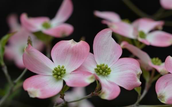 A grouping of pink dogwood flowers in bloom against a dark background