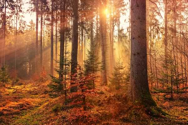 Sun rays bursting through a wooded area blanketed in orange and red leaves.