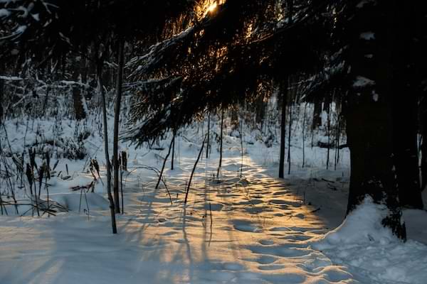 Snow-covered clearing in forest with sunlight peaking through the trees, illuminating a path on the ice.