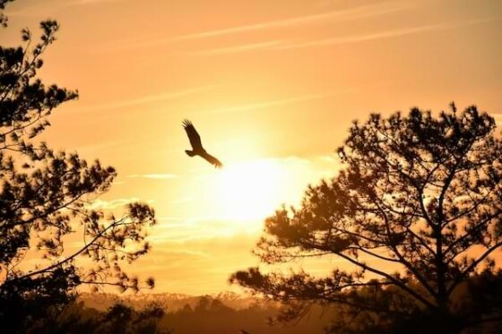 A shadowed bald eagle soaring over treetops and a golden sky