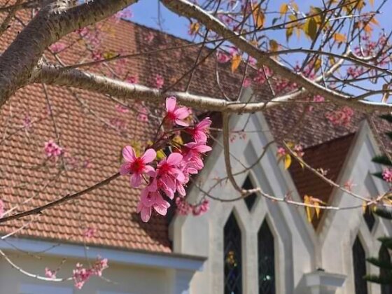 a-tree-with-pink-flowers-in-front-of-a-church-