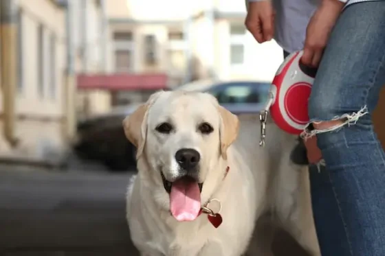 A smiling white labrador sitting next to its owner who had a retractable leash in his hand
